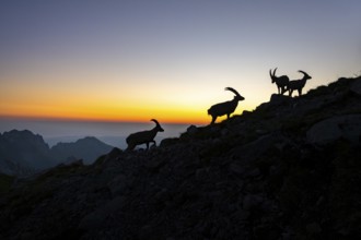 Capricorns (Capra ibex), silhouettes at dusk, male, Alpstein, Appenzell, Switzerland