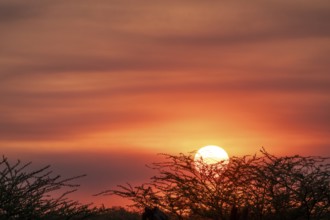 Sunset over the savanna, Savuti, Chobe National Park, Botswana