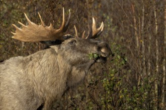 Portrait of bull moose (Alces alces), moose shovel, Denmark