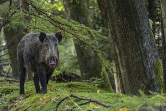 Wild boar boar (Sus scrofa) looking for beechnuts and acorns, alert, eyes, eye contact, Denmark