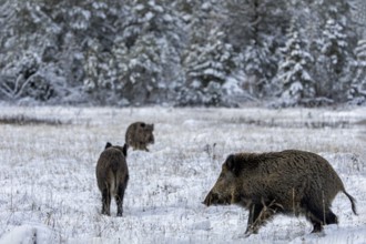 Wild boar boar (Sus scrofa) during mating season, meeting a stream in a winter landscape, fighting,