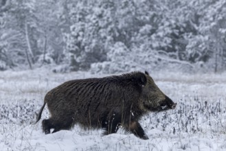 Wild boar boar (Sus scrofa) during mating season, looking for streams in winter landscape,