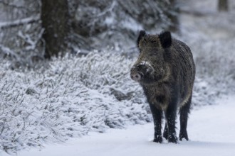 Wild boar boar (Sus scrofa) during mating season, looking for streams in winter landscape,