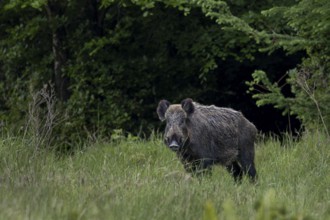 Wild boar boar (Sus scrofa) in a forest meadow, alert, eyeing, eye contact, Denmark