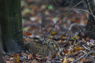 Brown hare (Lepus europaeus) sitting on the trunk of a European beech, Germany