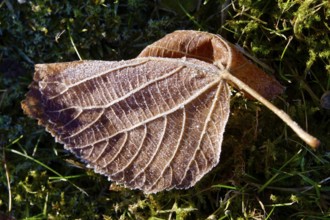 Hoarfrost in nature, winter, Germany