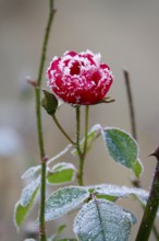 Hoarfrost in nature, winter, Germany