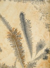 Orange and gray dendrites on light rock, skeletal crystals with fine branches, plant-like crystal