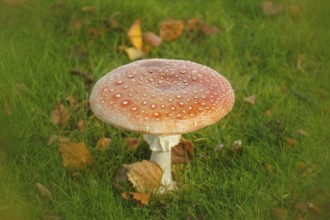 Red toadstool (Amanita muscaria), fruiting body, with alienation, North Rhine-Westphalia, Germany