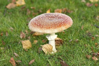 Toadstool (Amanita muscaria), fruiting body, North Rhine-Westphalia, Germany