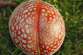 Red toadstool (Amanita muscaria), from above, fruiting body, North Rhine-Westphalia, Germany