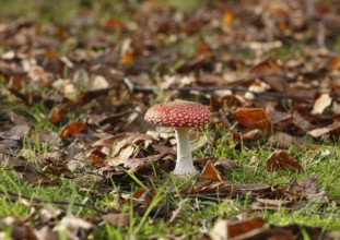 Red toadstool (Amanita muscaria), fruiting body, in autumn leaves, North Rhine-Westphalia, Germany