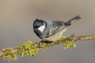 Pine tit (Periparus ater) sitting on moss-covered branch, wildlife, animals, birds, tit,