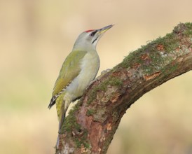 Grey woodpecker (Picus canus), male sitting on a thick branch covered with moss, wildlife,