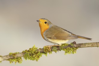 Robin (Erithacus rubecula), foraging, winter feeding, sitting on branch covered with moss,