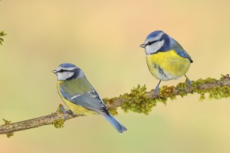 Blue tit (Parus caeruleus), two tits sitting on moss-covered branch, wildlife, animals, birds,
