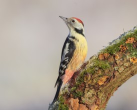 Middle woodpecker (Dendrocopos medius) sitting on a thick branch covered with moss, winter, light