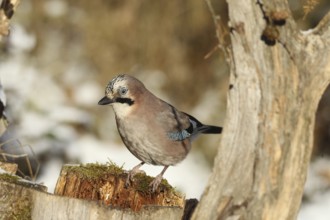 Jays (Garrulus glandarius) feeding in the forest, Allgäu, Bavaria, Germany, Allgäu, Bavaria,