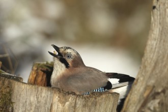 Eurasian Jay (Garrulus glandarius) throws corn (Zea Mays) into its beak during winter feeding in