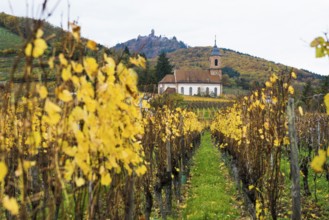 Chapel in the vineyards and castle Château du Haut-Kœnigsbourg, Kintzheim, Bas-Rhin department,