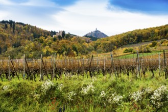 Château Kintzheim and Château du Haut-Kœnigsbourg Vineyards and Castle, Kintzheim, Bas-Rhin