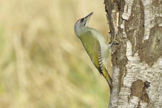 Grey woodpecker (Picus canus), male sitting on the trunk of a grey birch tree (Betula populifolia),