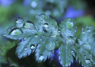 Goose cinderwort (Potentilla anserina), Alienation, North Rhine-Westphalia, Germany