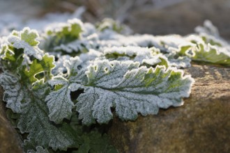 Gänsefinerkraut (Potentilla anserina), North Rhine-Westphalia, Germany