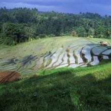 Terrace rice paddies north of Antosari, Bali, Indonesia