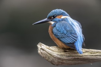 Kingfisher (Alcedo atthis), Emsland, Lower Saxony, Germany