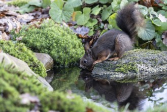 Squirrel (Sciurus vulgaris), Emsland, Lower Saxony, Germany