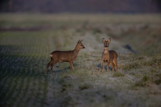 Deer (Capreolus capreolus), Emsland, Lower Saxony, Germany
