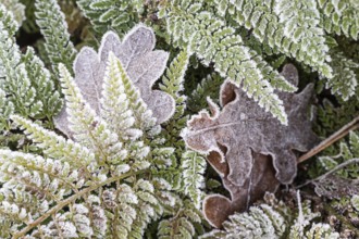 Fern (Polystichum setiferum) with hoarfrost, Emsland, Lower Saxony, Germany