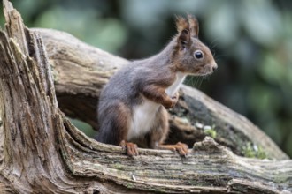Squirrel (Sciurus vulgaris), Emsland, Lower Saxony, Germany