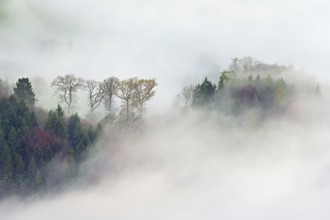 Autumnal forest in fog, Talheim, Canton, Aargau, Switzerland