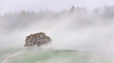 Autumn-colored pedunculate oak (Quercus robur), in fog, Talheim, Canton, Aargau, Switzerland