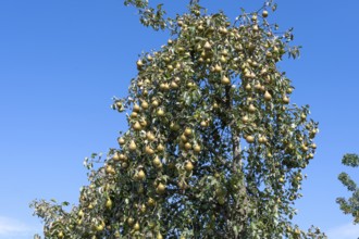 Ripe pears (Pyrus) on a tree, blue sky, Othenstorf, Mecklenburg-Western Pomerania, Germany