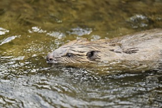 Eurasian beaver, European beaver (Castor fiber), swimming in a stream, Canton of Zug, Switzerland