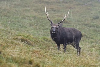 Sika deer (Cervus nippon) standing in meadow, Parc de Merlet, Chamonix-Mont-Blanc, Haute-Savoie,