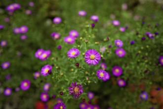 Alpine aster (Aster alpinus), blooming, Chamonix, France