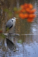 Grey heron, autumn, Germany