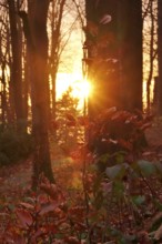 Forest on a November evening, sunset, autumn, Germany