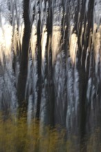 Forest in November, abstracted, blurring, autumn, Germany