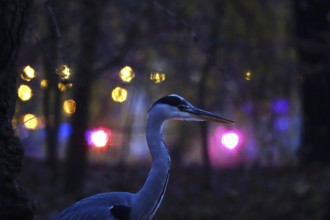 Grey heron in the evening in a city, autumn, Germany