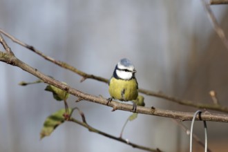 Blue tit (Cyanistes caeruleus), tree, autumn, colored, A blue tit sitting on a bare branch