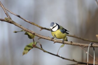 Blue tit (Cyanistes caeruleus), tree, autumn, colorful, cute blue tit on a bare branch