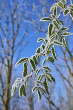 Hoarfrost coated leaves against a blue sky in nature, hoarfrost, winter, Urphar, Wertheim,