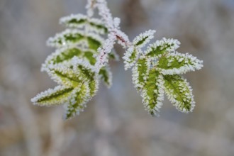 Green leaves with frost and hoarfrost, detailed view in nature, hoarfrost, winter, Urphar,