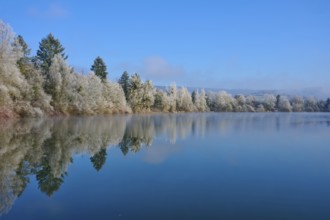 Lake with winter trees whose reflections appear on the calm water surface, hoarfrost, winter,