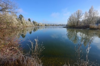 A lake with winter trees and water that wonderfully reflects the clear sky, hoarfrost, winter,